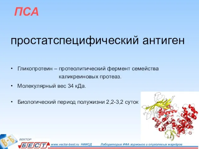 ПСА простатспецифический антиген Гликопротеин – протеолитический фермент семейства каликреиновых протеаз. Молекулярный