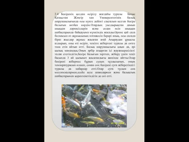 2.4 Бекіренің қолдан өсірілу жағдайы туралы Батыс Қазақстан Жәңгір хан Университетінің