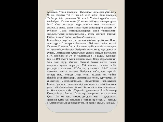 кездеседі. Үлкен әмудария Тасбекіресі денесінің ұзындығы 58 см, салмағы 760 г-