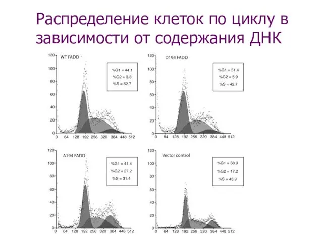 Распределение клеток по циклу в зависимости от содержания ДНК