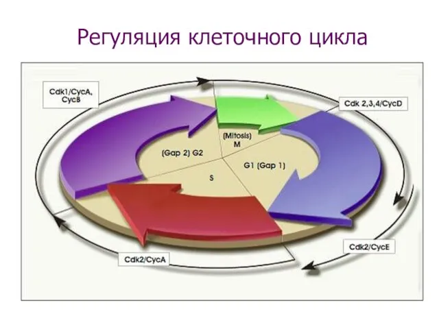 Регуляция клеточного цикла