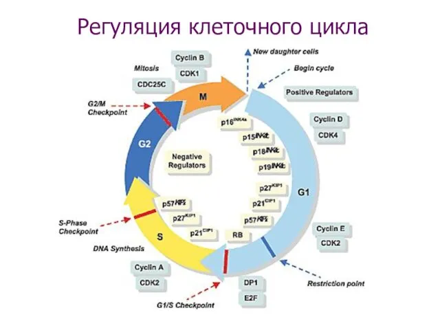 Регуляция клеточного цикла