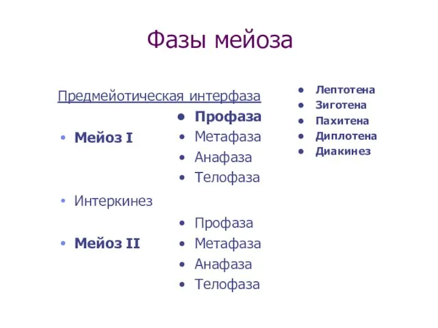 Фазы мейоза Предмейотическая интерфаза Мейоз I Интеркинез Мейоз II Профаза Метафаза