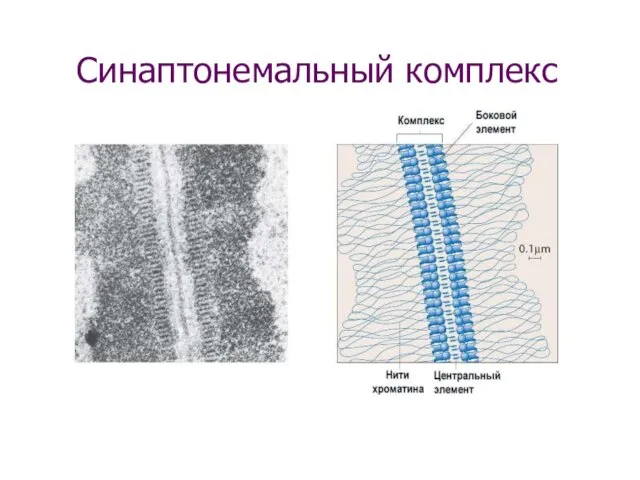 Синаптонемальный комплекс