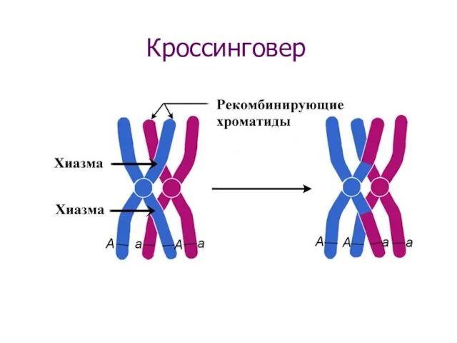 Кроссинговер