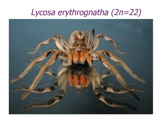 Lycosa erythrognatha (2n=22)