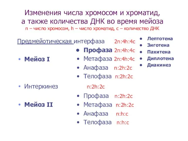 Изменения числа хромосом и хроматид, а также количества ДНК во время