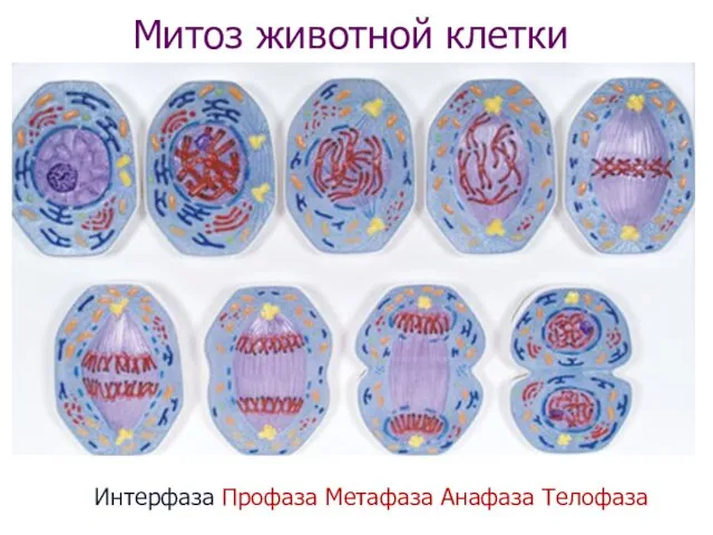 Интерфаза Профаза Метафаза Анафаза Телофаза Митоз животной клетки