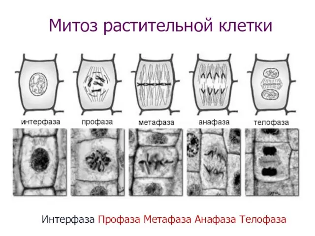 Митоз растительной клетки Интерфаза Профаза Метафаза Анафаза Телофаза