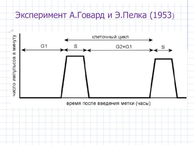 Эксперимент А.Говард и Э.Пелка (1953)