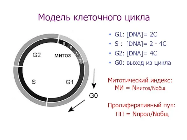 Модель клеточного цикла G1: [DNA]= 2C S : [DNA]= 2 -