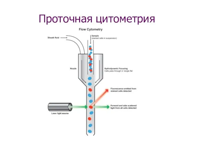 Проточная цитометрия