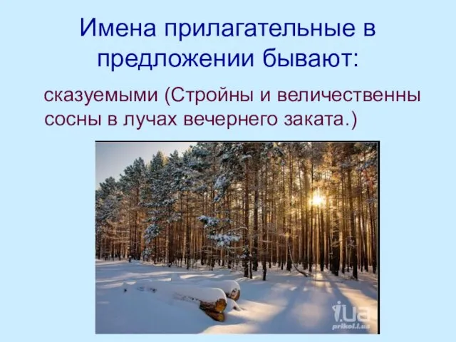 Имена прилагательные в предложении бывают: сказуемыми (Стройны и величественны сосны в лучах вечернего заката.)