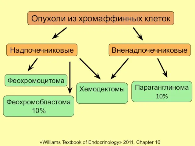 Опухоли из хромаффинных клеток Надпочечниковые Вненадпочечниковые Феохромоцитома Феохромобластома 10% Параганглинома 10%