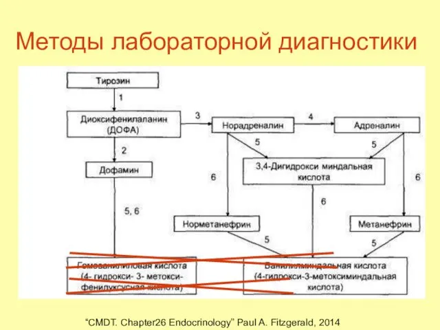 Методы лабораторной диагностики Определение метанефрина и норметанефрина в плазме(забор крови в