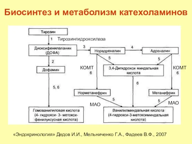 Биосинтез и метаболизм катехоламинов «Эндокринология» Дедов И.И., Мельниченко Г.А., Фадеев В.Ф.,