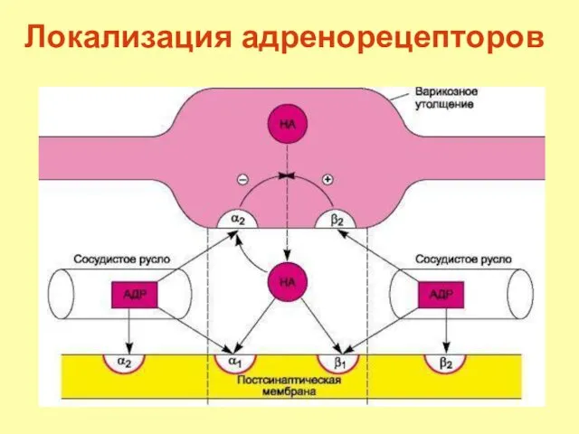 Локализация адренорецепторов