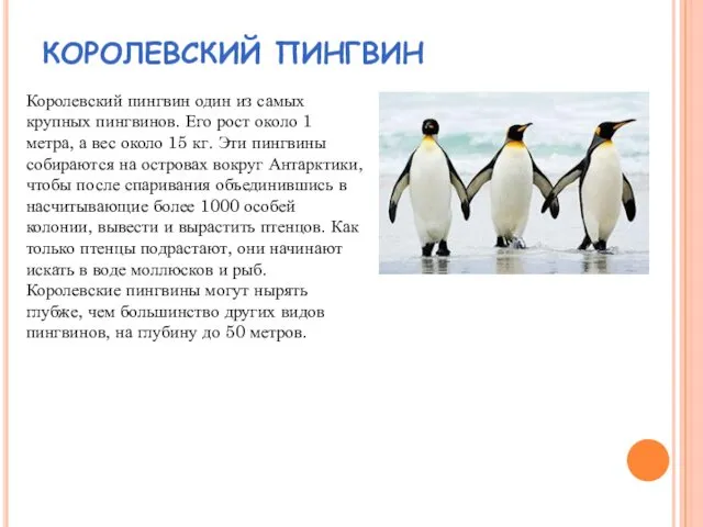 КОРОЛЕВСКИЙ ПИНГВИН Королевский пингвин один из самых крупных пингвинов. Его рост