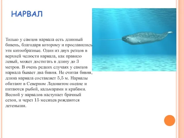 НАРВАЛ Только у самцов нарвала есть длинный бивень, благодаря которому и