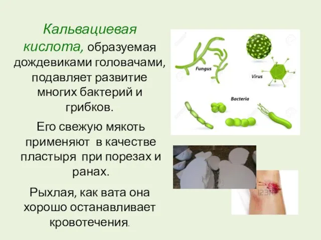 Кальвациевая кислота, образуемая дождевиками головачами, подавляет развитие многих бактерий и грибков.