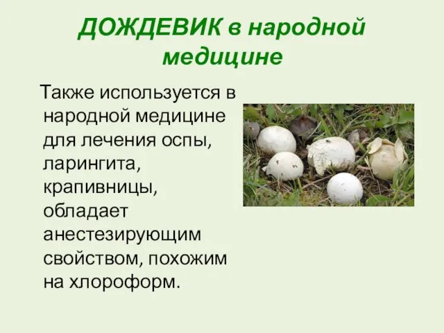 ДОЖДЕВИК в народной медицине Также используется в народной медицине для лечения