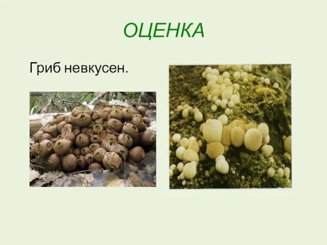 ОЦЕНКА Гриб невкусен.