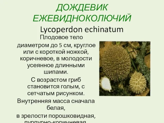 ДОЖДЕВИК ЕЖЕВИДНОКОЛЮЧИЙ Lycoperdon echinatum Плодовое тело диаметром до 5 см, круглое