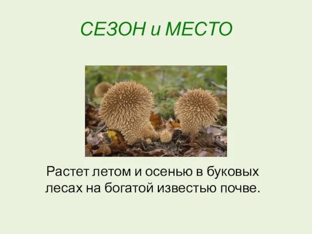 СЕЗОН и МЕСТО Растет летом и осенью в буковых лесах на богатой известью почве.