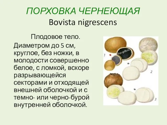 ПОРХОВКА ЧЕРНЕЮЩАЯ Bovista nigrescens Плодовое тело. Диаметром до 5 см, круглое,