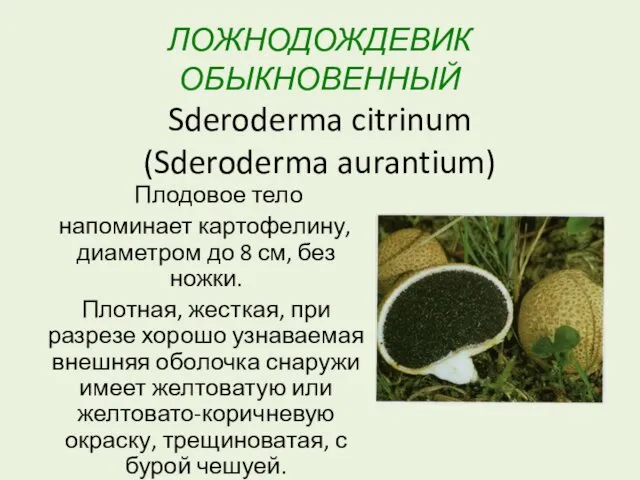 ЛОЖНОДОЖДЕВИК ОБЫКНОВЕННЫЙ Sderoderma citrinum (Sderoderma aurantium) Плодовое тело напоминает картофелину, диаметром