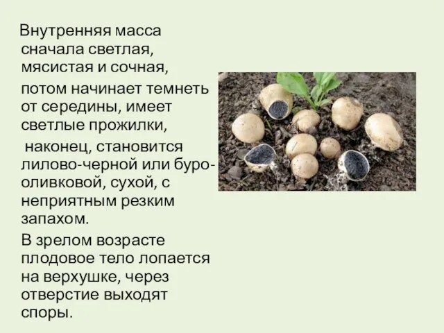 Внутренняя масса сначала светлая, мясистая и сочная, потом начинает темнеть от