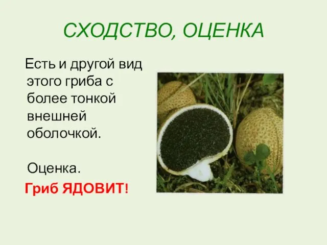 СХОДСТВО, ОЦЕНКА Есть и другой вид этого гриба с более тонкой внешней оболочкой. Оценка. Гриб ЯДОВИТ!