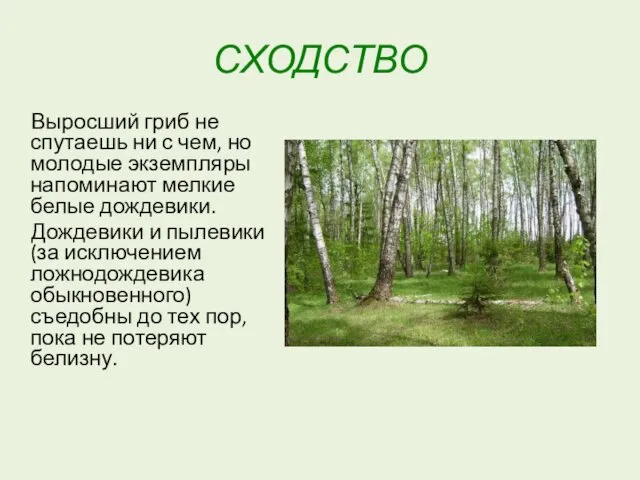 СХОДСТВО Выросший гриб не спутаешь ни с чем, но молодые экземпляры