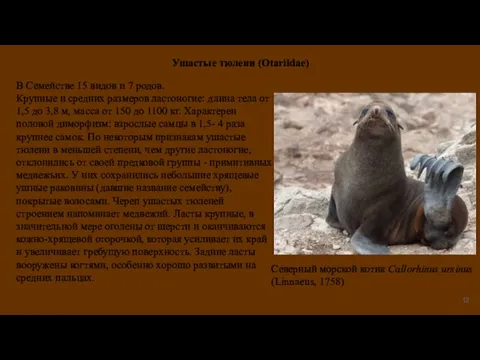 Ушастые тюлени (Otariidae) В Семействе 15 видов и 7 родов. Крупные