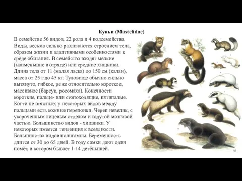 Куньи (Mustelidae) В семействе 56 видов, 22 рода и 4 подсемейства.