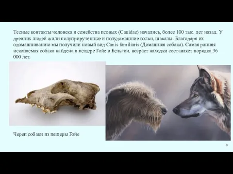 Тесные контакты человека и семейства псовых (Canidae) начались, более 100 тыс.