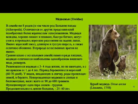 Медвежьи (Ursidae) В семействе 8 родов (в том числе род Большие