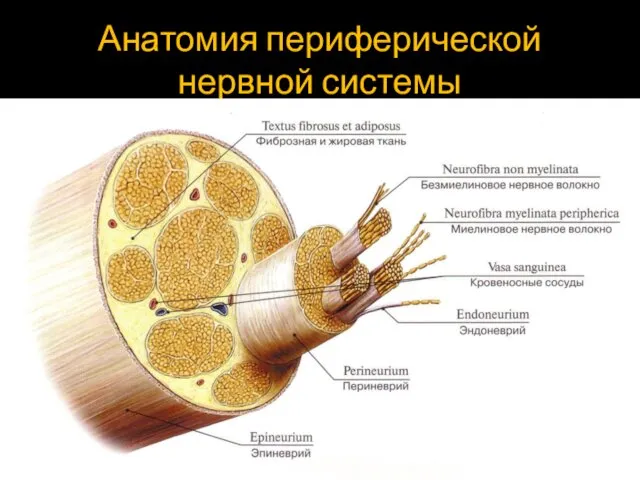 Анатомия периферической нервной системы