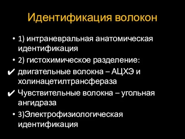 Идентификация волокон 1) интраневральная анатомическая идентификация 2) гистохимическое разделение: двигательные волокна