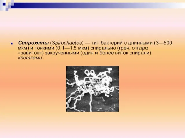 Спирохеты (Spirochaetes) — тип бактерий с длинными (3—500 мкм) и тонкими