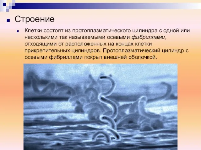 Клетки состоят из протоплазматического цилиндра с одной или несколькими так называемыми