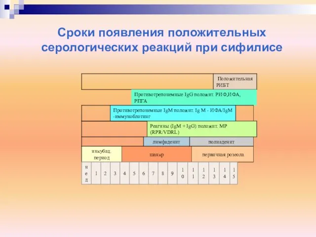 Сроки появления положительных серологических реакций при сифилисе