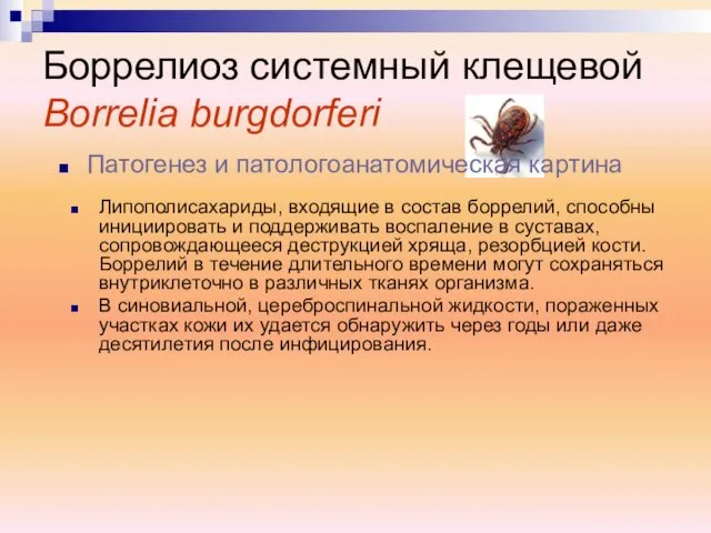 Липополисахариды, входящие в состав боррелий, способны инициировать и поддерживать воспаление в