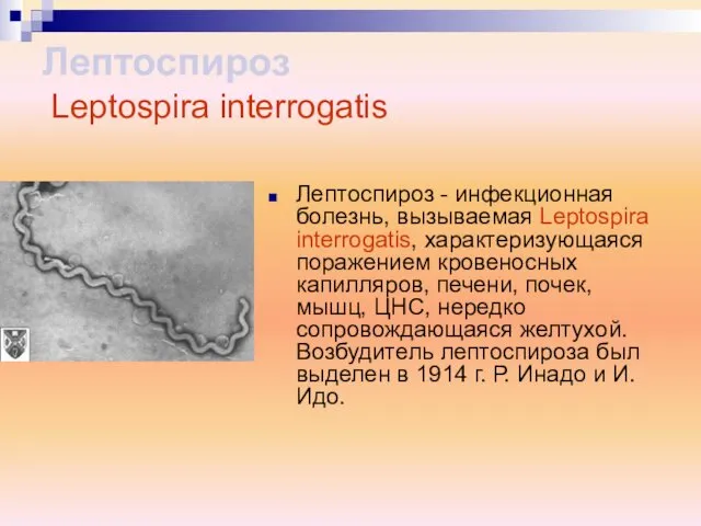 Лептоспироз - инфекционная болезнь, вызываемая Leptospira interrogatis, характеризующаяся поражением кровеносных капилляров,