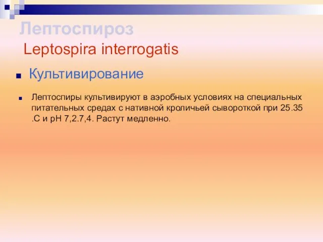 Лептоспиры культивируют в аэробных условиях на специальных питательных средах с нативной