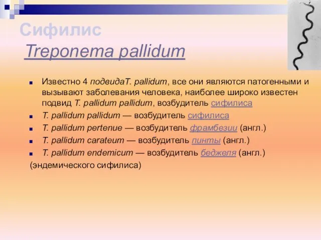 Известно 4 подвидаT. pallidum, все они являются патогенными и вызывают заболевания