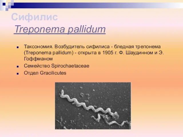 Таксономия. Возбудитель сифилиса - бледная трепонема (Treponema pallidum) - открыта в