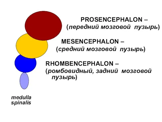 PROSENCEPHALON – (передний мозговой пузырь) MESENCEPHALON – (средний мозговой пузырь) RHOMBENCEPHALON