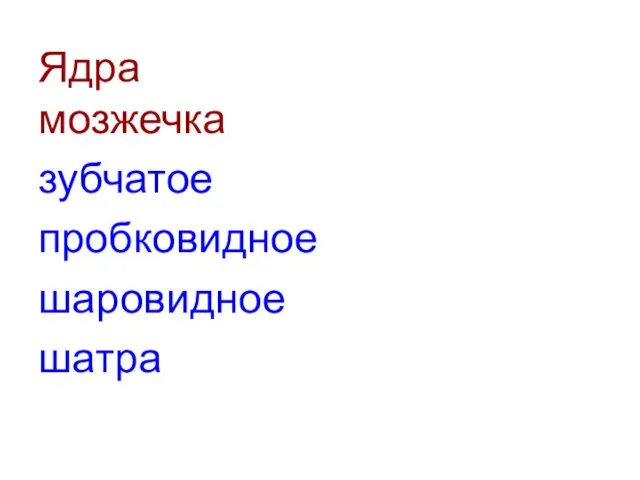 Ядра мозжечка зубчатое пробковидное шаровидное шатра