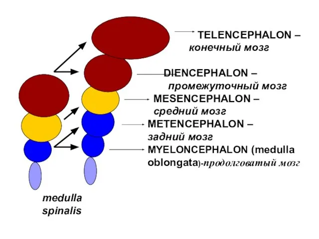 TELENCEPHALON – конечный мозг DIENCEPHALON – промежуточный мозг MESENCEPHALON – средний